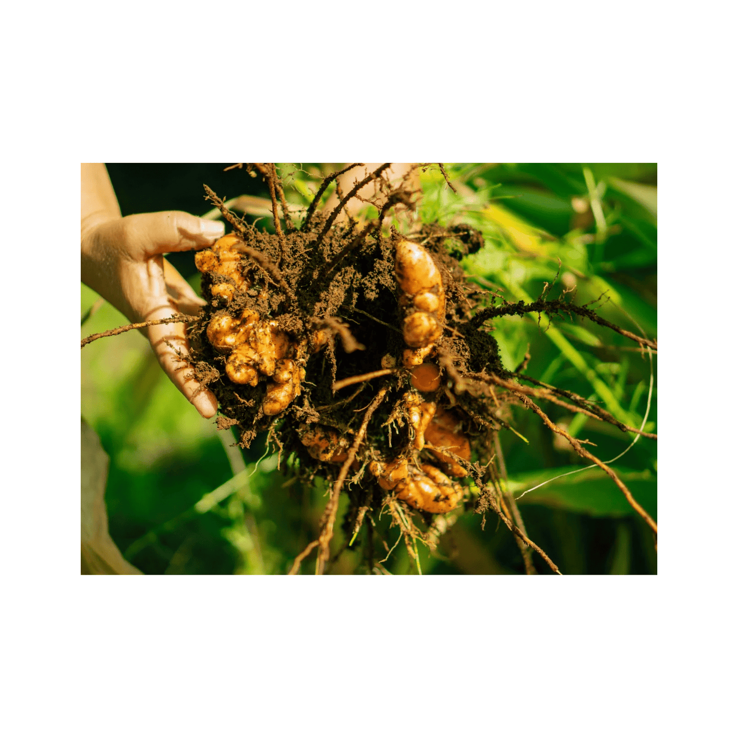 Turmeric Paste | Gut Health and Inflammation Support - Uproot Origins - Long Covid Store
