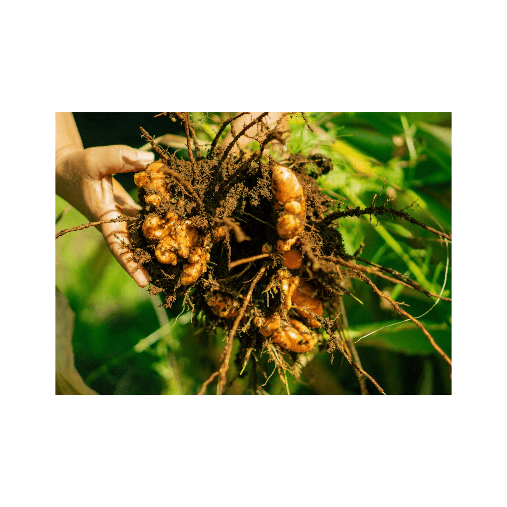 Turmeric Paste | Gut Health and Inflammation Support - Uproot Origins - Long Covid Store